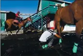  ?? KARL MONDON — BAY AREA NEWS GROUP FILE ?? A horse groomer tapes the legs of a racehorse after its morning workout at Golden Gates Fields.