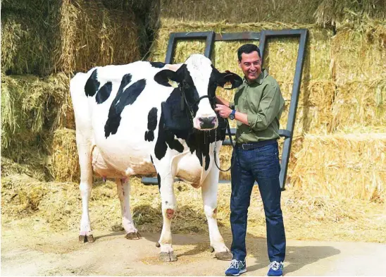  ?? EFE ?? El líder popular andaluz, Juanma Moreno, saludando a la vaca Fadie cuatro años después