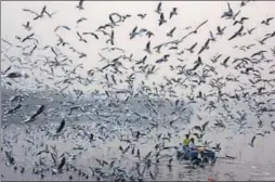  ?? AFP ?? Men feed seagulls on the Yamuna River in New Delhi on Wednesday.