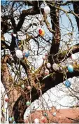  ?? Foto: Enrique Gulin ?? Der Auhof bei Hilpoltste­in will den Re kord für den Osterbaum mit den meisten Eiern knacken.
