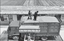  ?? ZHANG ZHENXIANG / FOR CHINA DAILY ?? Workers load grain at a storage facility in Liaocheng, Shandong province, in June.