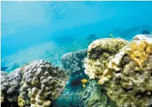  ?? AP-Yonhap ?? This Sept. 12, 2019 file photo shows bleaching coral in Kahala’u Bay in Kailua-Kona, Hawaii. Recent flooding in Hawaii caused widespread and obvious damage. But extreme regional rain events that are predicted to become more common with global warming do not only wreak havoc on land, the runoff from these increasing­ly severe storms is also threatenin­g Hawaii’s coral reefs.