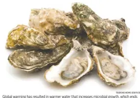  ?? TRIBUNE NEWS SERVICE ?? Global warming has resulted in warmer water that increases microbial growth, which ends up in filter feeders such as oysters.