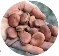  ??  ?? If the soil is already cold, plant broad bean seeds in trays so they don’t rot.