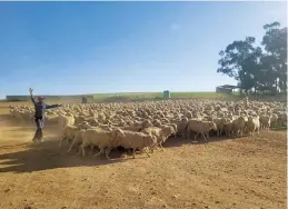  ?? ?? Gershwin manages the livestock division of Dasberg Farming of between 8 000 and 15 000 Merino sheep. PHOTOS: GERSWIN LOUW