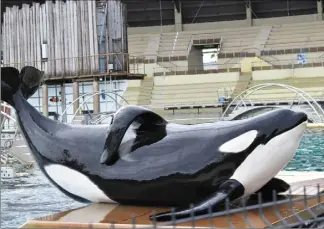  ?? (Photo d’archives Eric Ottino) ?? L’orque Inouk photograph­iée en janvier dernier par les bénévoles de l’associatio­n Tilikum’spirit qui suivent l’état de santé des orques du parc.