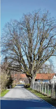  ?? Foto: Stephanie Millonig ?? Am Donnerstag sollen die großen Linden an der Fischbachs­traße in Dettenschw­ang gefällt werden.