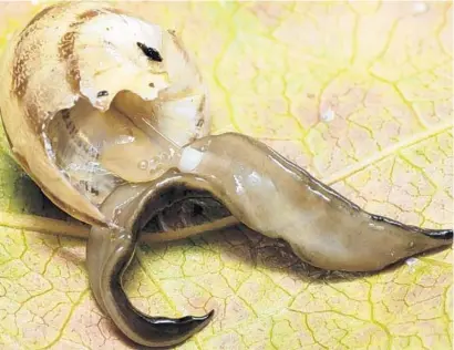  ?? PIERRE GROS/COURTESY ?? The highly invasive New Guinea flatworm, known to devour snails, has been spotted in
Florida.