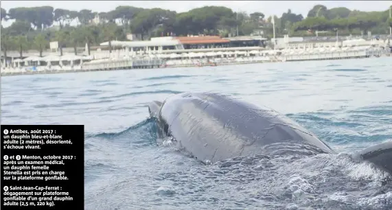  ??  ?? Antibes, août  : un dauphin bleu-et-blanc adulte ( mètres), désorienté, s’échoue vivant.
et Menton, octobre  : après un examen médical, un dauphin femelle Stenella est pris en charge sur la plateforme gonflable.
Saint-Jean-Cap-Ferrat :...