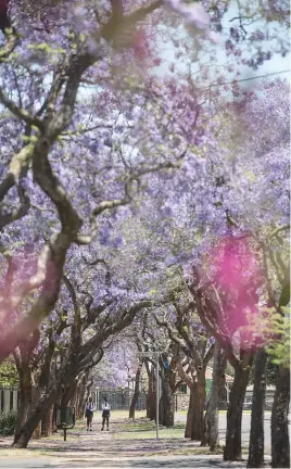  ?? Picture: Jacques Nelles ?? PURPLE HAZE. Pupils walk home after school under jacaranda trees in bloom in a Pretoria street.