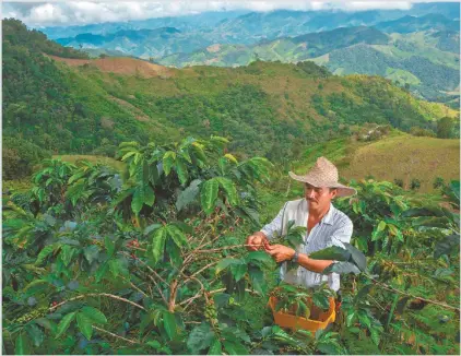  ??  ?? Decir café es decir esperanza. El grano es sinónimo de este país y su historia. La geografía colombiana está presente en su fragancia.