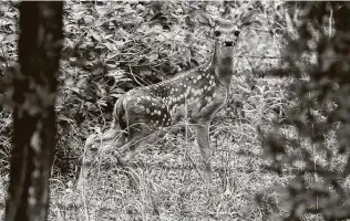  ??  ?? Though human scent won’t make a doe reject her fawn, don’t try to pick one up or call for help unless it’s hurt. A fawn’s best chance for survival is with its mother.