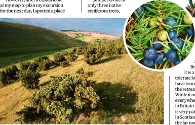  ?? ?? Juniper does not seem fussy about the ph of the soil it grows in, hence it thrives in these chalk hills