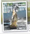  ?? SNAP TO IT: Jupiter gobbles down a rooster for lunch at Billabong Sanctuary. The 4.3m croc has settled into his life in captivity, two years after being caught on The Strand. ??