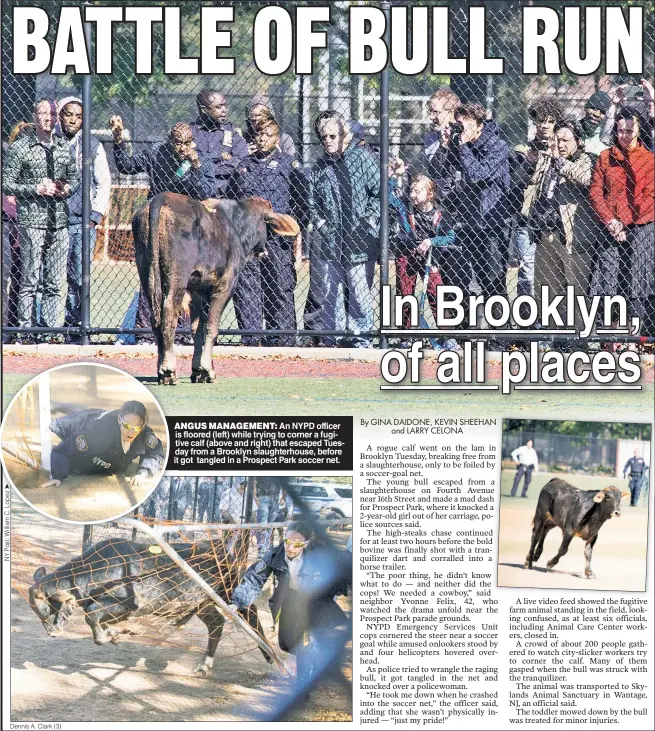  ?? Dennis A. Clark (3) ?? ANGUS MANAGEMENT: An NYPD officer is floored (left) while trying to corner a fugitive calf (above and right) that escaped Tuesday from a Brooklyn slaughterh­ouse, before it got tangled in a Prospect Park soccer net.