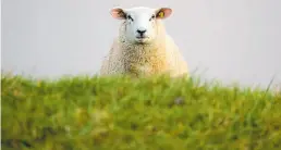  ?? Dpa-BILD: M. Assanimogh­addam ?? Dat Schaap kiekt us an, as wull‘t us verkloren: Dat hier is mien Kuntrei! Du hest hier nix to söken!