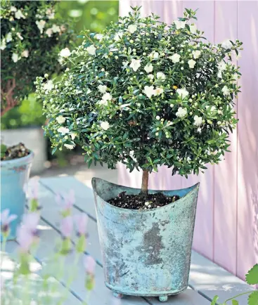  ??  ?? ◄ Myrtle is often sold as a topiary tree and works well in containers