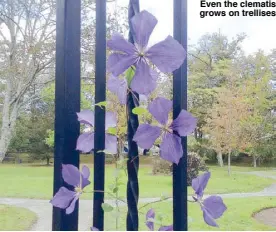  ?? Even the clematis grows on trellises ??