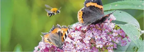  ?? FOTO: CARSTEN REHDER/DPA ?? Ein „Kleiner Fuchs“(links) und ein „Admiral“-Schmetterl­ing sitzen auf den Blüten eines Schmetterl­ingsbaumes. Dahinter ist eine Biene im Anflug. Gartenbesi­tzer sollten möglichst Blumen pflanzen, die Fluginsekt­en reiche Nahrung bieten.