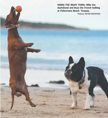  ?? Picture: PETER RISTEVSKI ?? DOING THE RIGHT THING: Billie the dachshund and Buzz the French bulldog at Fishermans Beach, Torquay.