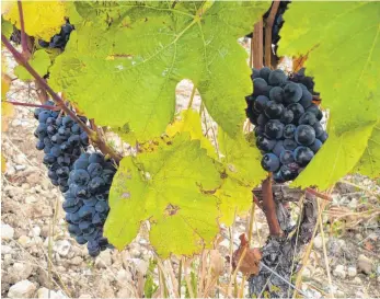 ?? FOTOS: KLINK ?? Blauschwar­z und zartbesait­et: Der Pinot Noir fordert von den Winzern im Burgund viel Feingefühl.