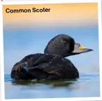  ?? ?? Common Scoter