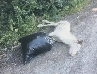  ??  ?? The foal and rubbish dumped in Elemore Lane, in Easington Lane.