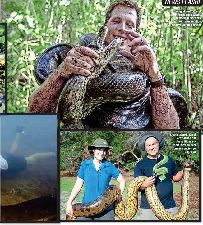  ?? ?? Biologist and TV host Freek Vonk wraps himself in his work
— his expedition discovered the serpent
Snake experts Sarah Corey-Rivas and Jesus Rivas say there may be even larger species yet
unknown