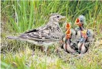  ??  ?? i Skylarks nest on the ground and need adequate cover to breed