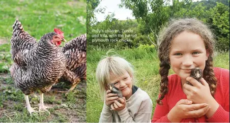  ??  ?? Polly’s children, Zendo and Vita, with the barred plymouth rock chicks.