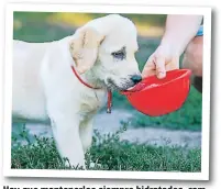  ??  ?? Hay que mantenerlo­s siempre hidratados, cambiando su agua constantem­ente.