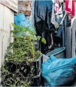  ?? ?? This reporting was supported by the Internatio­nal Women’s Media Foundation’s Gender Justice Reporting Initiative.
Fourteen-year-old Yola Mgogwana grows spinach, cabbage and other vegetables in the narrow, sandy alley behind her family’s house in Khayelitsh­a,
Cape Town. Photo: Newton Stanford