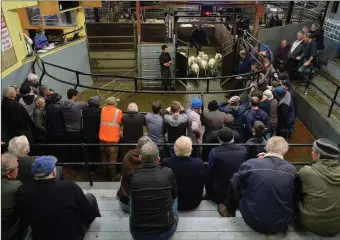  ??  ?? All eyes on the sales ring at Dingle Mart on Saturday. Photo by Declan Malone