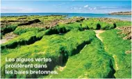  ?? ?? Les algues vertes prolifèren­t dans les baies bretonnes.