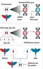  ??  ?? Initial stage egg cells