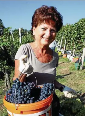  ??  ?? Die Mitglieder des Förderkrei­ses Leuchtenbu­rg brauchen einen Tag, um die Trauben auf dem halben Hektar großen Areal zu ernten. Margit Kirchner ist eine von ihnen.
