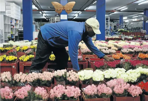  ?? Picture: Alon Skuy ?? In a time of high demand, Andrew Masibuko attends to roses at Jason’s Flowers at Multiflora flower market, in Johannesbu­rg.