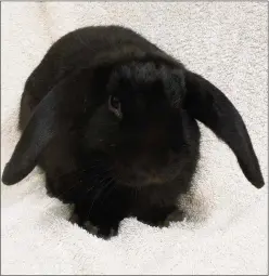  ??  ?? n A LITTLE GEM: Friendly indoor bunny Diamond