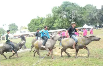  ??  ?? Buffalo racing is a signature event of the annual Babulang Festival.