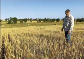  ?? AP PHOTO/BLAKE NICHOLSON ?? In this July 13, 2017, photo, farmer John Weinand surveys a wheat field near Beulah, N.D., that should be twice as tall as it is. Drought in western North Dakota this summer is laying waste to crops _ some of which won’t even be worth harvesting.