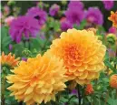  ?? ?? Dahlias boast exquisite blooms that come in an extensive variety