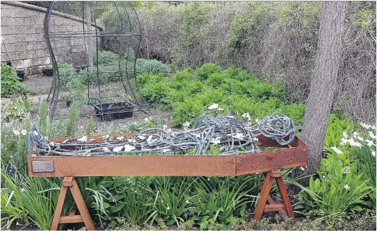  ?? DIANE ROBERTS / WASHINGTON POST ?? Daffodils and hemlock surround a “skeleton,” and Cannabis sativa — marijuana — grows in a cage behind it in the Poison Garden, dedicated to plants that are fatal or narcotic.