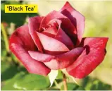  ??  ?? ‘Black Tea’ V: Al spuit ek my ‘Black Tea’-rose, word dit steeds ná die reën deur swartvlek aangetas. Het jy enige raad?