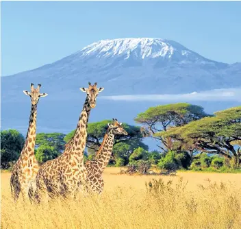  ??  ?? ▼ A Kenyan safari is an experience that should be on everyone’s bucket list.