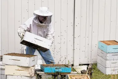  ?? KAITLIN MCKEOWN/STAFF PHOTOS ?? Andy Westrich inspects a honeybee colony outside St. George Brewing Company on Wednesday in Hampton.