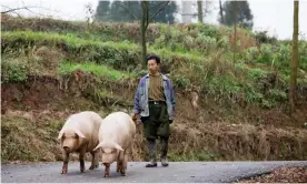  ??  ?? China’s long tradition of small-scale pig farming may be coming to an end. Photograph: Tim Graham/Alamy