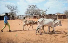  ?? Photograph: TIKSA NEGERI/ REUTERS ?? DESPERATE TIMES: Roba Galgalo, 26, walks next to his emaciated cows at Kura Kalicha camp for people internally displaced by drought near Das town, Oromiya region, Ethiopia