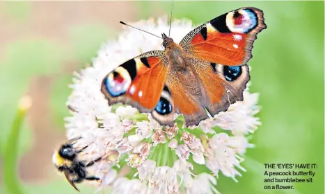  ??  ?? THE ‘EYES’ HAVE IT: A peacock butterfly and bumblebee sit on a flower.