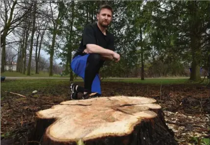  ?? MATHEW MCCARTHY, RECORD STAFF ?? Aaron Hornostaj crouches next to one of 30-some trees he tried to save in Waterloo Park Monday, before the storm stopped city tree cutters.