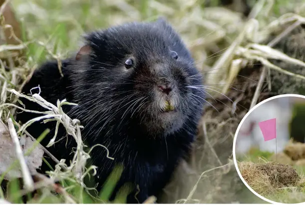  ??  ?? Above: Glasgow’s glossy black water voles are among Britain’s most striking mammals. Below: the mole-like rodents pop up from complex burrow systems. Inset: ecologists use flags to mark the burrows.